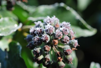 Hedera helix - břečťan obecný - plodenství (2)